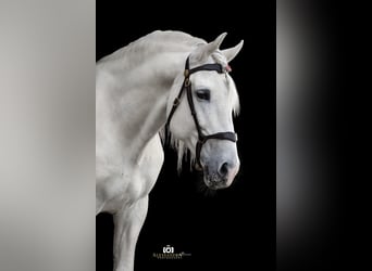 PRE, Hengst, 13 Jahre, 164 cm, Schimmel