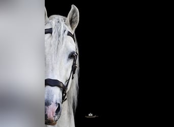 PRE, Hengst, 13 Jahre, 164 cm, Schimmel