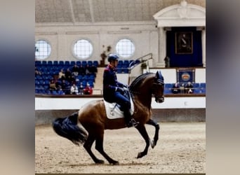 PRE, Hengst, 13 Jahre, 165 cm, Brauner