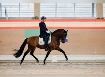 PRE, Hengst, 13 Jahre, 165 cm, Brauner