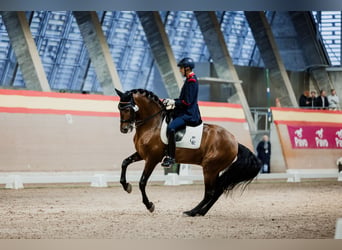 PRE, Hengst, 13 Jahre, 165 cm, Brauner