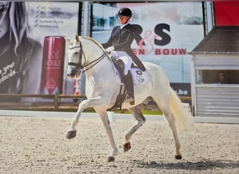 PRE Mix, Hengst, 13 Jahre, 165 cm, White