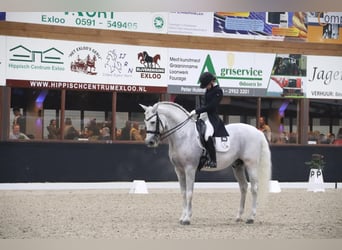 PRE Mix, Hengst, 13 Jahre, 165 cm, White