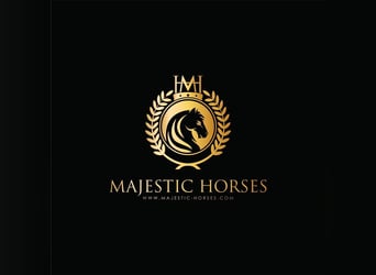 PRE Mix, Hengst, 13 Jahre, 166 cm, Apfelschimmel