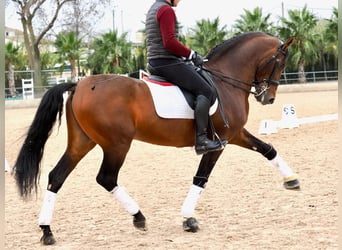 PRE Mix, Hengst, 13 Jahre, 167 cm, Brauner