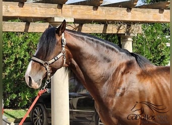 PRE, Hengst, 13 Jahre, 168 cm, Brauner