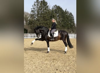 PRE Mix, Hengst, 13 Jahre, 168 cm, Rappe