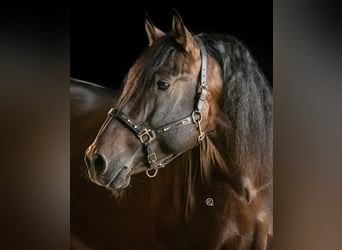 PRE, Hengst, 13 Jahre, 169 cm, Dunkelbrauner