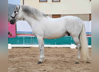 PRE Mix, Hengst, 13 Jahre, 169 cm, Schimmel