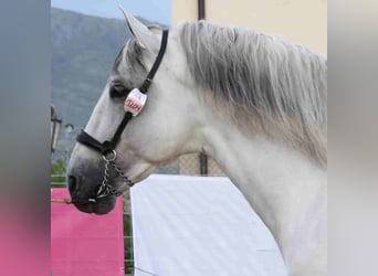PRE Mix, Hengst, 13 Jahre, 169 cm, Schimmel