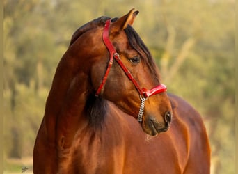 PRE Mix, Hengst, 13 Jahre, 173 cm, Brauner