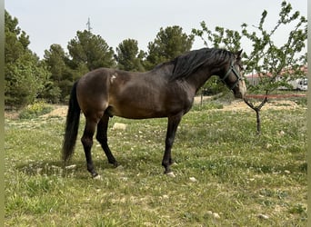 PRE, Hengst, 14 Jaar, 159 cm, Falbe