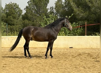 PRE, Hengst, 14 Jaar, 159 cm, Falbe