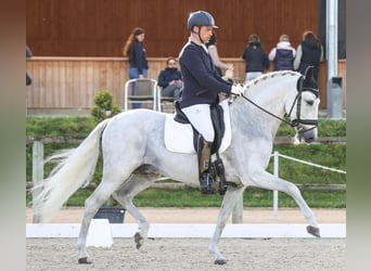 PRE Mix, Hengst, 14 Jaar, 162 cm, Wit