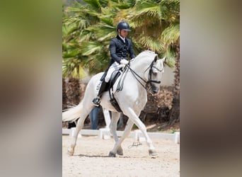 PRE, Hengst, 14 Jaar, 165 cm, Schimmel