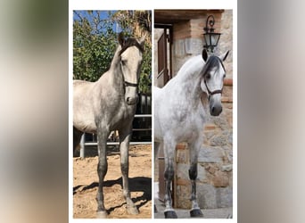 PRE, Hengst, 14 Jaar, 170 cm, Schimmel