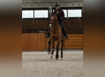 PRE, Hengst, 14 Jaar, 172 cm, Roodbruin