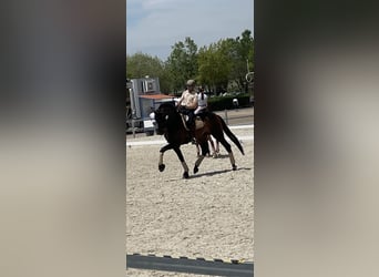 PRE, Hengst, 14 Jaar, 180 cm, Donkerbruin