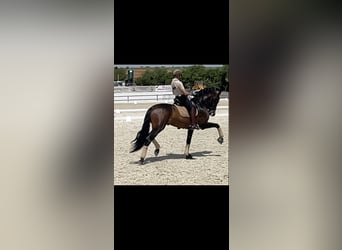 PRE, Hengst, 14 Jaar, 180 cm, Donkerbruin