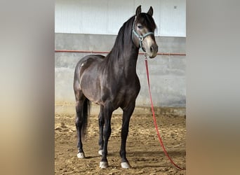 PRE, Hengst, 14 Jahre, 159 cm, Falbe