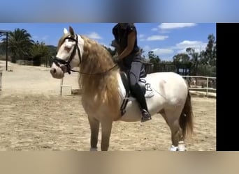 PRE, Hengst, 14 Jahre, 159 cm, Perlino