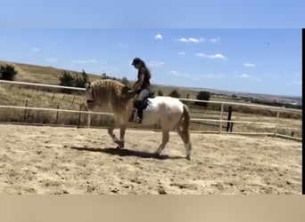 PRE, Hengst, 14 Jahre, 159 cm, Perlino