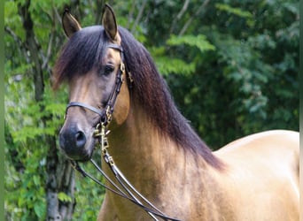 PRE Mix, Hengst, 14 Jahre, 160 cm, Buckskin