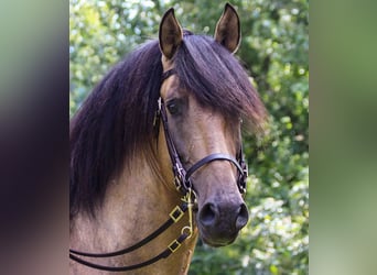 PRE Mix, Hengst, 14 Jahre, 160 cm, Buckskin