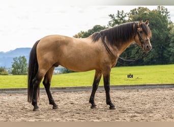 PRE, Hengst, 14 Jahre, 160 cm, Buckskin