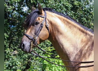 PRE Mix, Hengst, 14 Jahre, 160 cm, Buckskin
