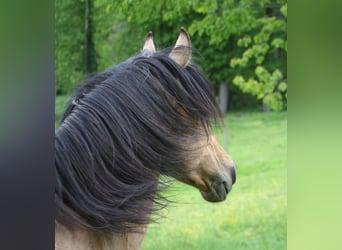 PRE Mix, Hengst, 14 Jahre, 160 cm, Buckskin