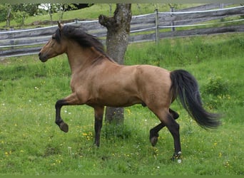 PRE Mix, Hengst, 14 Jahre, 160 cm, Buckskin