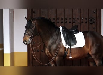 PRE Mix, Hengst, 14 Jahre, 162 cm, Brauner