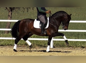PRE Mix, Hengst, 14 Jahre, 162 cm, Brauner