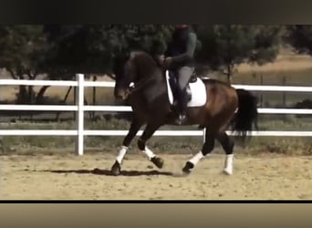 PRE Mix, Hengst, 14 Jahre, 162 cm, Brauner
