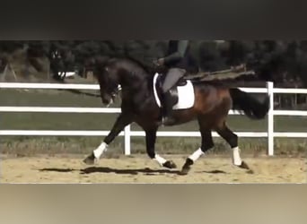 PRE Mix, Hengst, 14 Jahre, 162 cm, Brauner