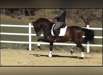 PRE Mix, Hengst, 14 Jahre, 162 cm, Brauner