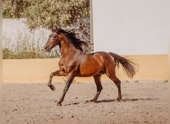 PRE, Hengst, 14 Jahre, 163 cm, Brauner