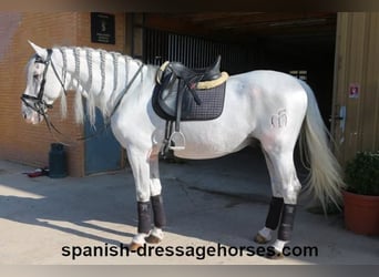 PRE Mix, Hengst, 14 Jahre, 164 cm, Schimmel