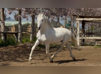 PRE, Hengst, 14 Jahre, 165 cm, Schimmel