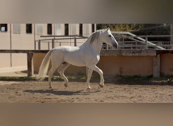 PRE, Hengst, 14 Jahre, 165 cm, Schimmel