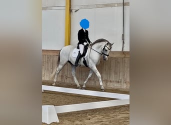 PRE, Hengst, 14 Jahre, 166 cm, Schimmel