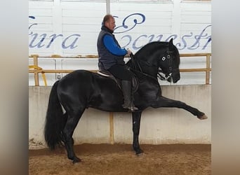 PRE Mix, Hengst, 14 Jahre, 168 cm, Rappe
