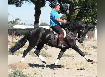 PRE Mix, Hengst, 14 Jahre, 168 cm, Rappe
