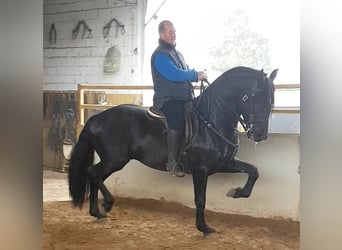 PRE Mix, Hengst, 14 Jahre, 168 cm, Rappe