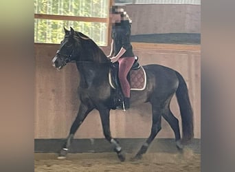 PRE Mix, Hengst, 15 Jaar, 158 cm, Donkerbruin