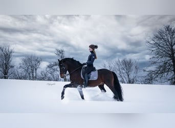 PRE, Hengst, 15 Jaar, 160 cm, Donkerbruin