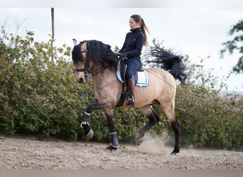 PRE Mix, Hengst, 15 Jaar, 160 cm, Falbe