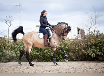 PRE Mix, Hengst, 15 Jaar, 160 cm, Falbe