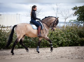 PRE Mix, Hengst, 15 Jaar, 160 cm, Falbe